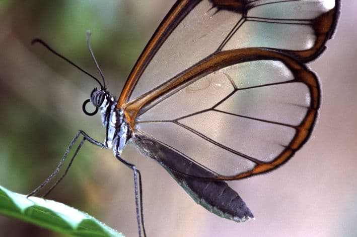 Clearwing butterfly