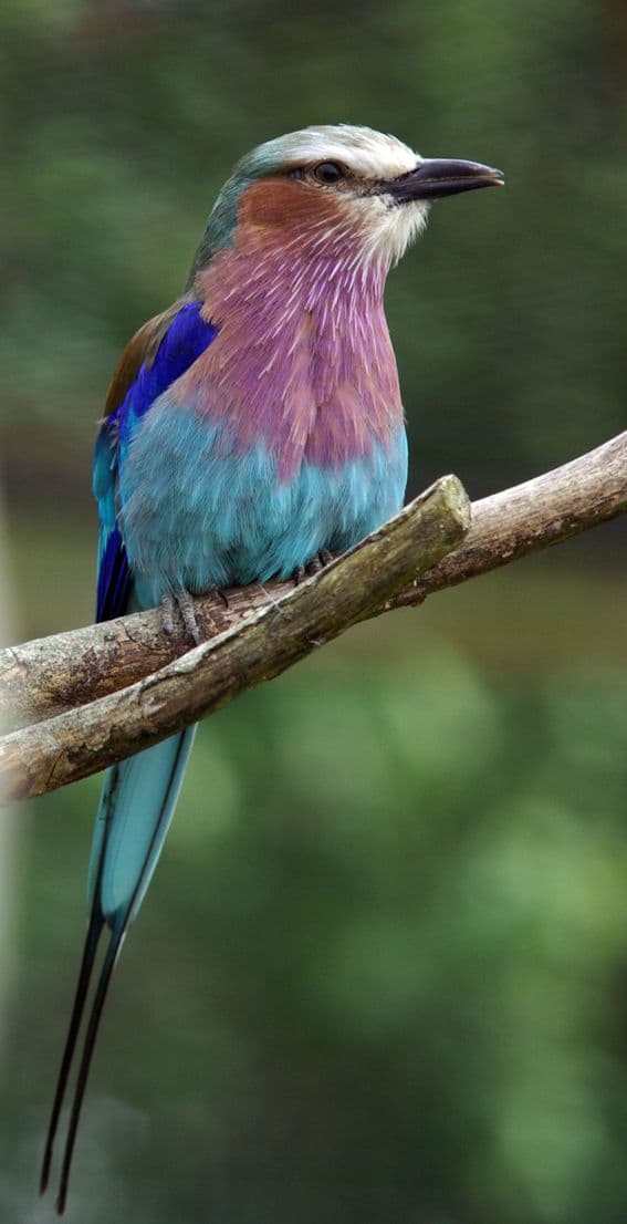 Lilac-breasted roller