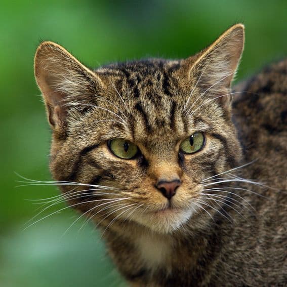 Scottish wildcat