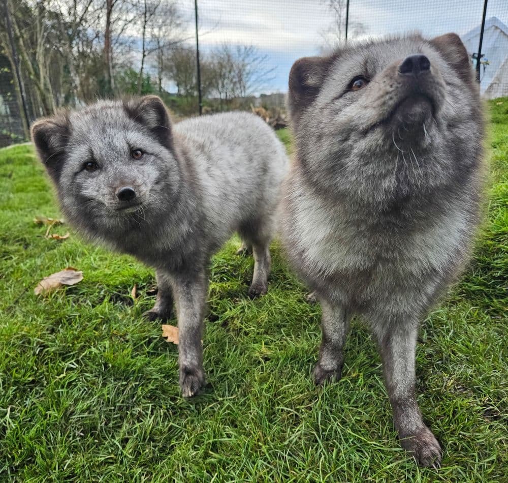 Meet the carnivores