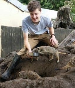 Meet the meerkats