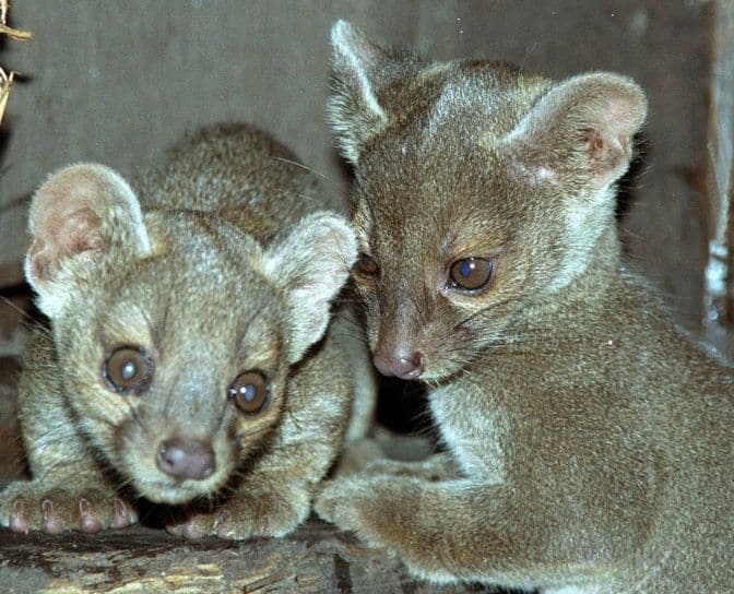 Fossa pups at the Wildlife Oasis