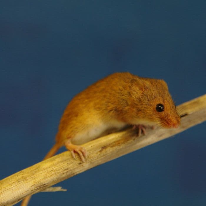 Eurasian harvest mouse