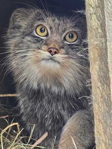 Pallas's cats