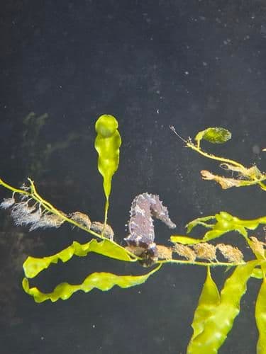 Serene Seahorses