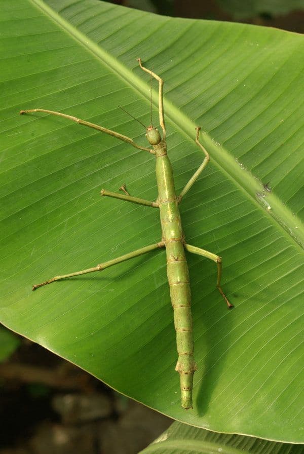 Stick insect handling sessions
