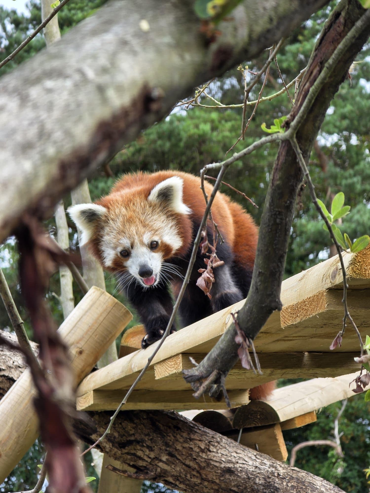Red panda